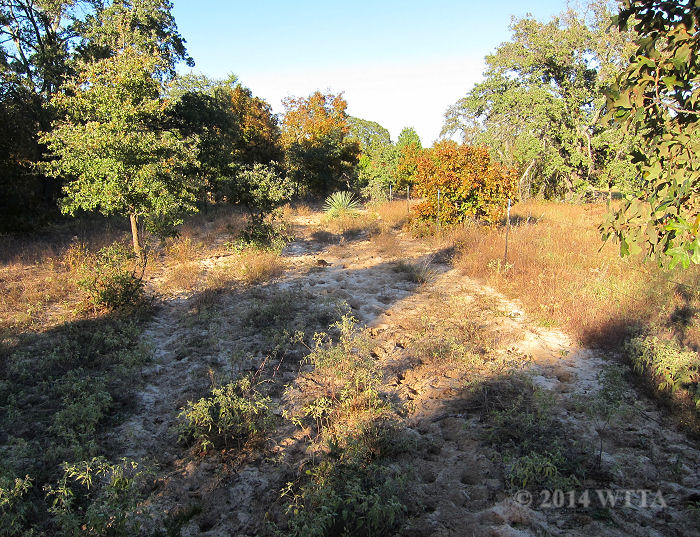 There are several deep sandy trails at Trace Trails. 