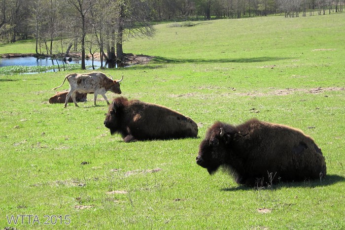 Buffalo and longhorn seen from Appaloosa Trail. 