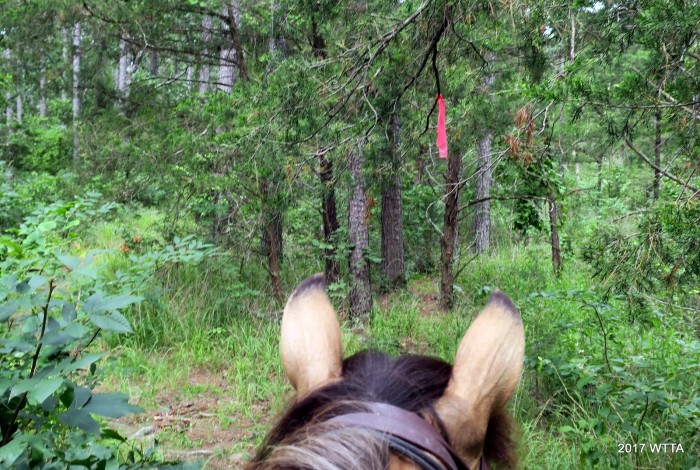 Flathead trail is well marked with pinkish ribbons. 