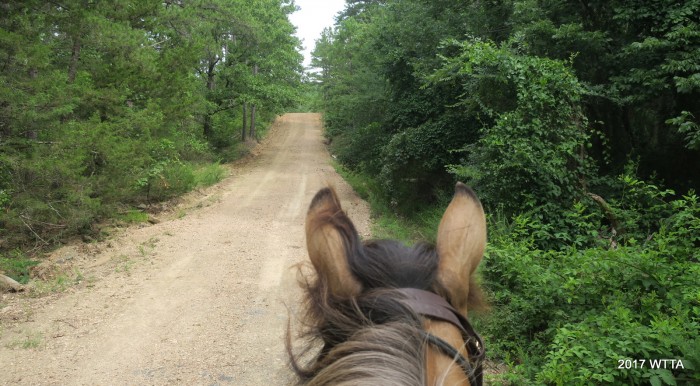 Heading northwest on an unnamed road between Flat Head and C trails. 