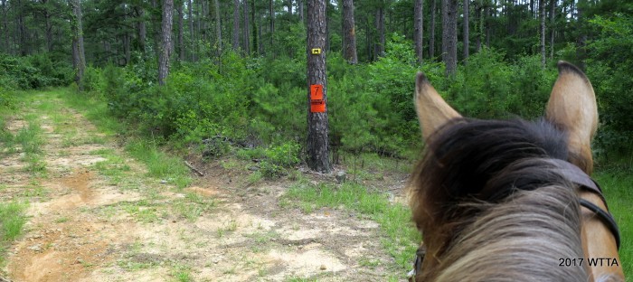 Intersection M, marked on the map with the letter M in a box and here on trail marked by a yellow sign nailed on the tree.  This trail seemed to follow a forest service path as well.  I took a right here thinking I'd be going on the Lord's Trail but ended up on C trail. 