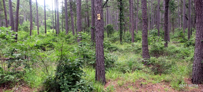 Trail C, somewhere between the nameless road and Turkey Trail. 