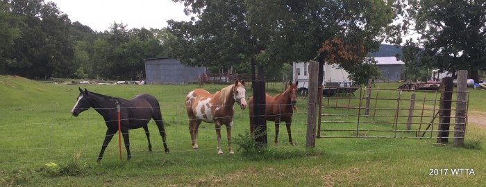 Three friendly horses are nickering greetings to Angel. 