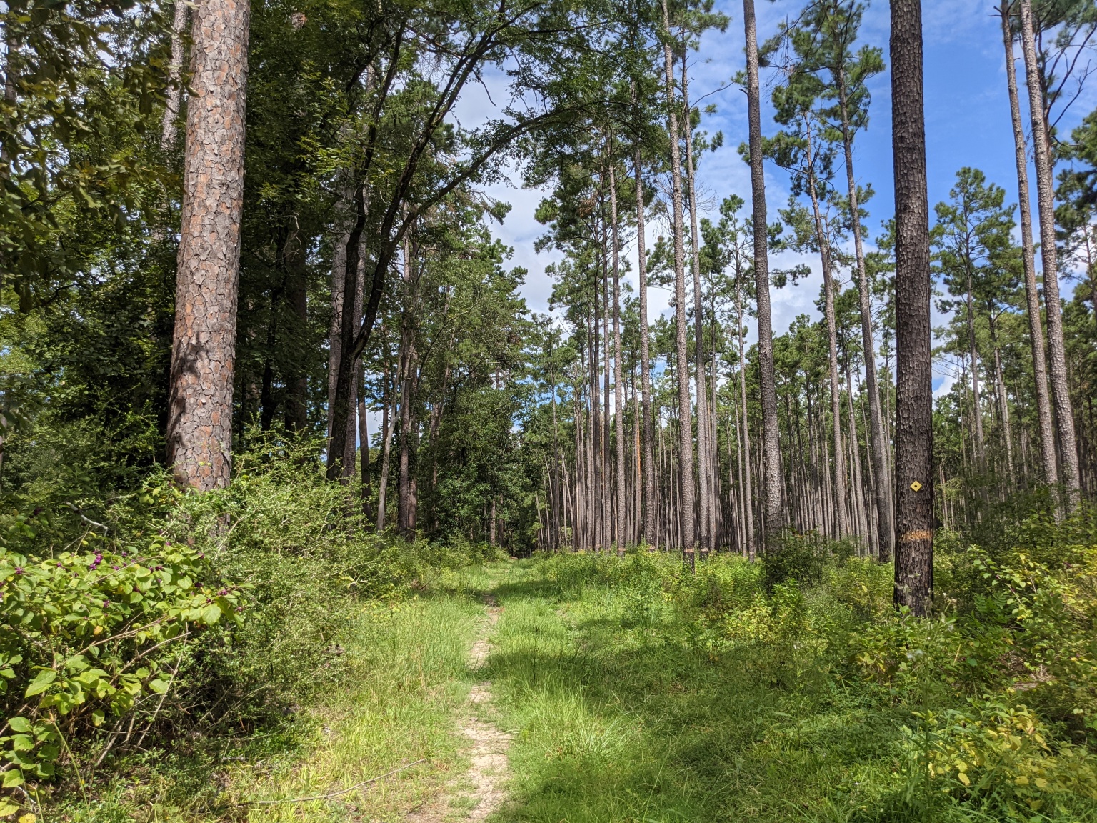 Where The Trails Are… – Equestrian Trails and Campgrounds