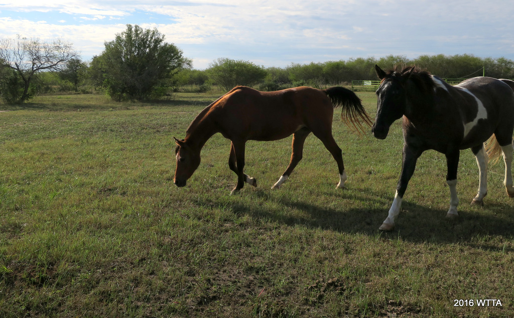 Barnhart Ranch, Berclair TX Where The Trails Are…